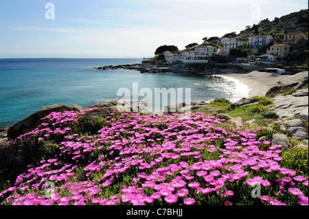 Rosa sauer Fig über mediterrane Bucht Strand und Dorf im Hintergrund Seccheto Westküste der Insel Elba Mittelmeer Tus Stockfoto