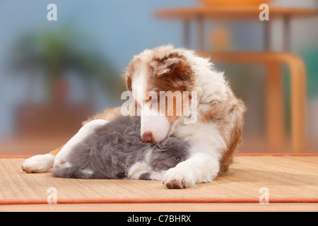 Australian Shepherd, Welpen, Red-Merle, 19 Wochen, British Longhair, Kätzchen, 4 Monate / Highlander, Flachland, Britanica Stockfoto