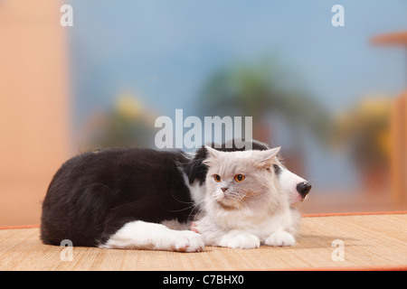 Border-Collie, Welpen, 13 Wochen, Britisch Langhaar, lila-weiß / Highlander, Flachland, Britanica Stockfoto