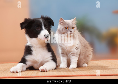 Border-Collie, Welpen, 13 Wochen, Britisch Langhaar, lila-weiß / Highlander, Flachland, Britanica Stockfoto