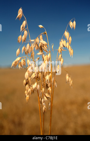 Reife Hafer gegen blauen Himmel Stockfoto