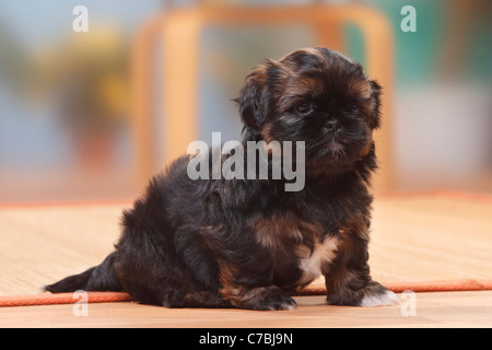 Shih Tzu Welpen, 6 Wochen Stockfoto