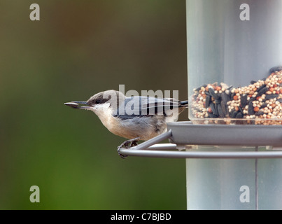 Pygmy Nuthatch bei Seed Feeder Sonnenblumenkorn im Schnabel Stockfoto