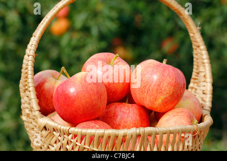 Äpfel in einem Korb Stockfoto