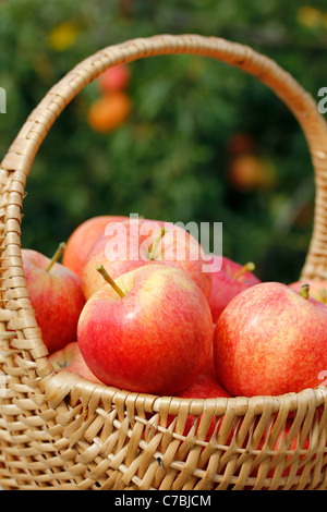 Äpfel in einem Korb Stockfoto