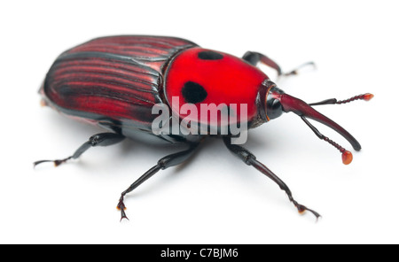 Weibliche Palmrüssler, asiatische Palmenrüssler oder Sago Palmenrüssler, Rhynchophorus Ferrugineus, vor weißem Hintergrund Stockfoto