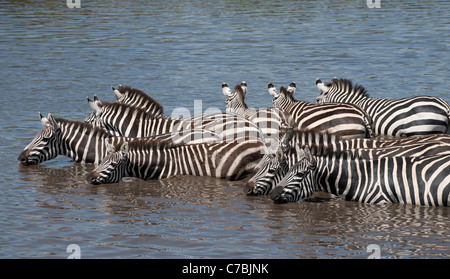 Zebras in der Serengeti Nationalpark, Tansania, Afrika Stockfoto