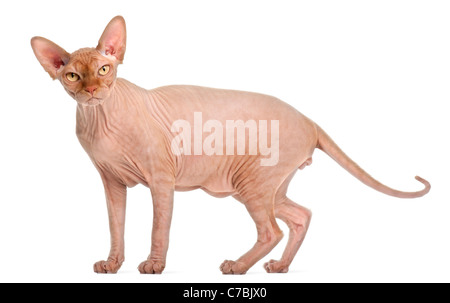Sphynx Katze vor weißem Hintergrund Stockfoto