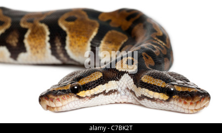 Zwei geleitet königliche Python oder Königspython, Python Regius, 1 Jahr alt, vor weißem Hintergrund Stockfoto
