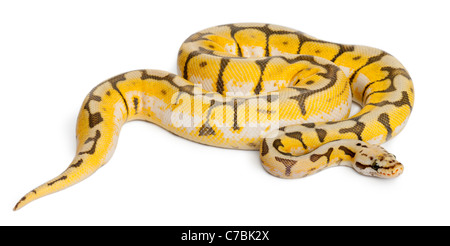 Weibliche Killerbiene Royal Python, Python Regius, 1 Jahr alt, vor weißem Hintergrund Stockfoto