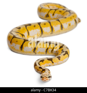 Weibliche Killerbiene Royal Python, Python Regius, 1 Jahr alt, vor weißem Hintergrund Stockfoto