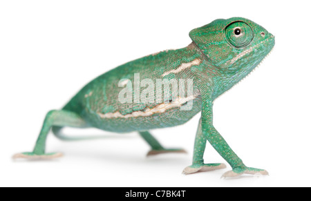 Junge Jemenchamäleon Chamaeleo Calyptratus, vor weißem Hintergrund Stockfoto