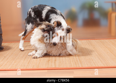 Shih Tzu, geschoren, und Australian Shepherd, Blue-Merle, 5 Monate Stockfoto