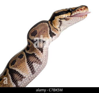 Königliche Python, Königspython, Python Regius, Essen eine Maus vor weißem Hintergrund Stockfoto