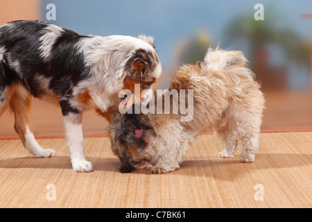 Shih Tzu, geschoren, und Australian Shepherd, Blue-Merle, 5 Monate Stockfoto