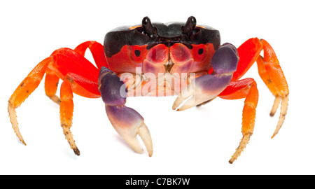 Roten Landkrabben, Gecarcinus Quadratus, vor weißem Hintergrund Stockfoto