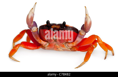 Roten Landkrabben, Gecarcinus Quadratus, vor weißem Hintergrund Stockfoto