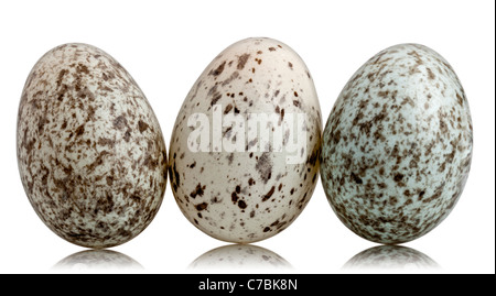 Drei Eiern der Haussperling, Passer Domesticus, vor weißem Hintergrund Stockfoto