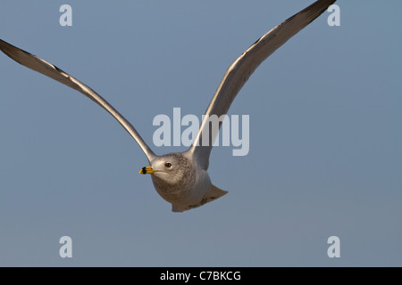 Ring-billed Möwe fliegen Stockfoto