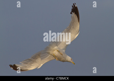 Ring-billed Möwe im Flug Stockfoto