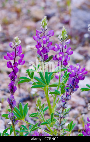 Wüste Lupine (Lupinus Sparsiflorus), Anza-Borrego Desert State Park, Kalifornien USA Stockfoto