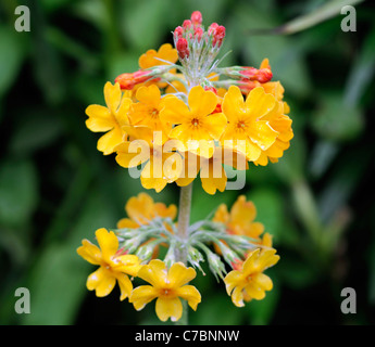 Primula Japonica Schlüsselblume gelb orange Kandelaber, die Beinchen Variante Arten sp up Primel close Stockfoto