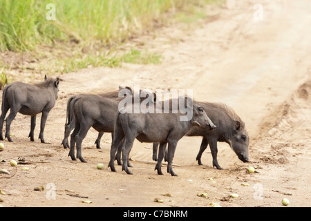 Eine Gruppe von juvenile südlichen Warzenschweine (Phacochoerus Africanus Sundevallii) im Krüger Nationalpark, Südafrika. Stockfoto