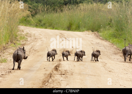 Eine Gruppe von Jugendlichen südlichen Warzenschweine und Mutter, (Phacochoerus Africanus Sundevallii) im Krüger Nationalpark, Südafrika. Stockfoto