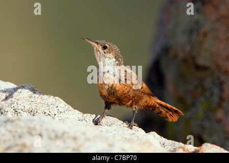 Canyon Wren Catherpes Mexicanus Santa Rita Mountains, Santa Cruz County, Arizona, Vereinigte Staaten 8 September Erwachsene TROGLODYTIDAE Stockfoto