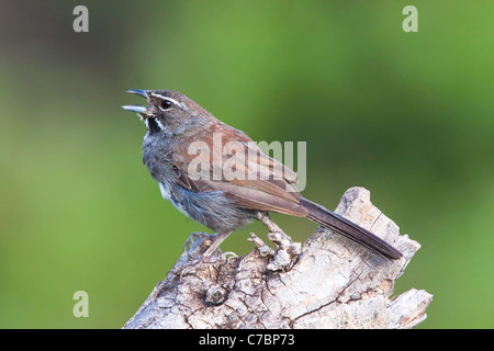 Fünf-gestreiften Sparrow Amphispiza Quinquestriata Santa Rita Mountains, Santa Cruz County, Arizona, Vereinigte Staaten von Amerika Stockfoto