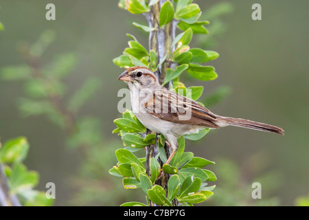 Rufous-winged Sparrow Aimophila Carpalis Santa Rita Mountains, Santa Cruz County, Arizona, Vereinigte Staaten von Amerika Stockfoto