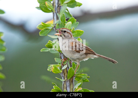 Rufous-winged Sparrow Aimophila Carpalis Santa Rita Mountains, Santa Cruz County, Arizona, Vereinigte Staaten von Amerika Stockfoto