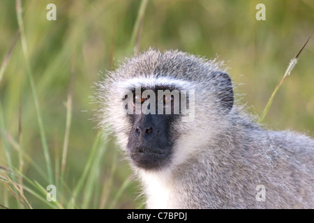 Vervet Affen, (grüne Aethiops), sitzt auf der Straße im Krüger Nationalpark, Südafrika. Stockfoto