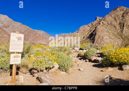 Mountain Lion und Klapperschlange Warnung melden, Borrego Palm Canyon, Anza-Borrego Desert State Park, Kalifornien USA Stockfoto