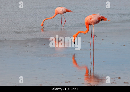 Amerikanische Flamingos (Phoenicopterus ruber) filtern sich in der seichten Salzlagune in Punta Cormorant auf der Insel Floreana, Galapagos Stockfoto