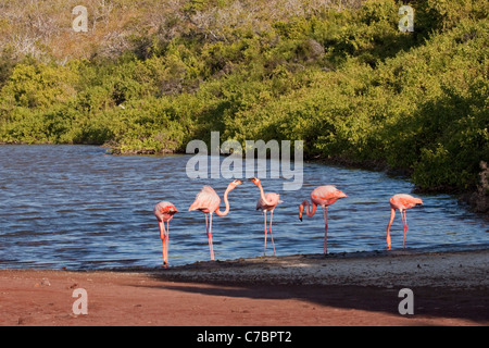 Amerikanische Flamingos-Territorialdarstellung in einer salzhaltig gelegenen Lagune mit grünem Wald auf einer Galapagos-Insel (Phoenicopterus ruber) Stockfoto