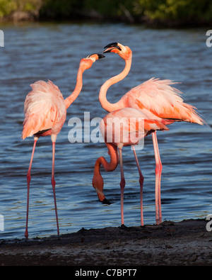 Amerikanischer Flamingos (Phoenicopterus ruber) in der salzhaltigen Lagune auf Rabida Island, Galapagosinseln Stockfoto