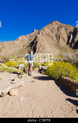 Wanderer in Borrego Palm Canyon, Anza-Borrego Desert State Park, Kalifornien USA Stockfoto