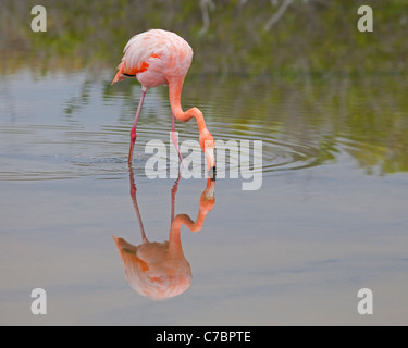 Amerikanischer Flamingofilter (Phoenicopterus ruber), der in der flachen Salzlagune an der Küste der Insel Santa Cruz, Galapagos-Inseln, gespeist wird Stockfoto