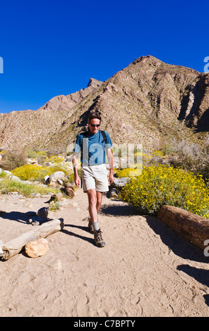 Wanderer in Borrego Palm Canyon, Anza-Borrego Desert State Park, Kalifornien USA Stockfoto