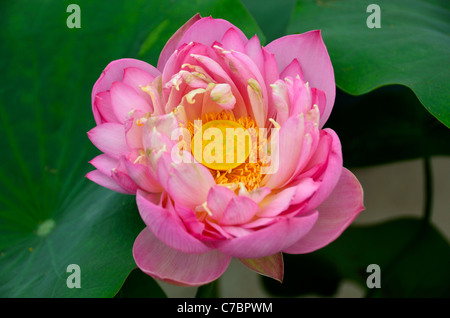 Eine rosa Lotusblüte mit gelben Samenkapsel. Stockfoto