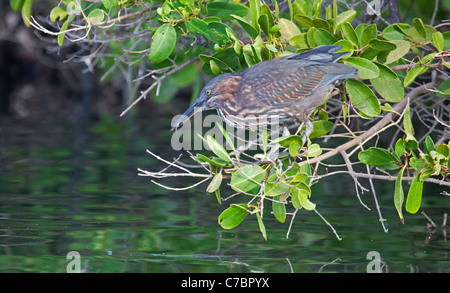 Gekerbten Heron (Butorides Striata) Jagd vom Barsch auf Mangroven-Baum in Küsten-Mündung Stockfoto