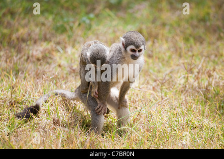 Südamerikanischer Eichhörnchenaffe (Saimiri sciureus), Mutter, die mit dem Baby auf dem Rücken in Ecuador speist Stockfoto