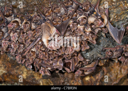 Eine Kolonie der großohrigen Seefledermäuse (Otomops harrisoni) des Harrisons in einer Höhle im Zentrum Kenias. Stockfoto