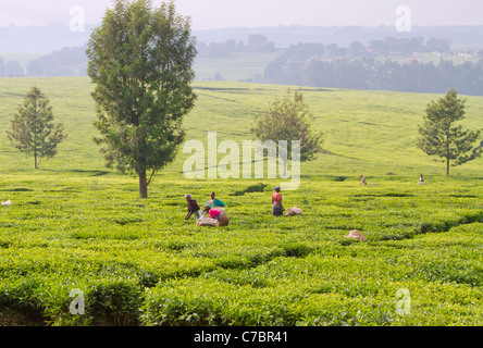 Der Morgen Ernten von Tee auf einer Plantage im Bereich Kericho Westkenia. Stockfoto