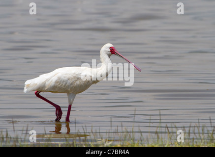Der Afrikanische Löffler (Platalea alba) in einem flachen Wasser, Zentralkenia. Stockfoto