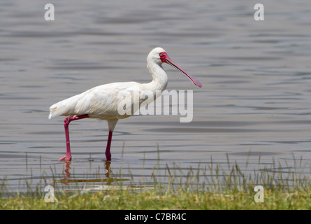 Der Afrikanische Löffler (Platalea alba) in einem flachen Wasser, Zentralkenia. Stockfoto