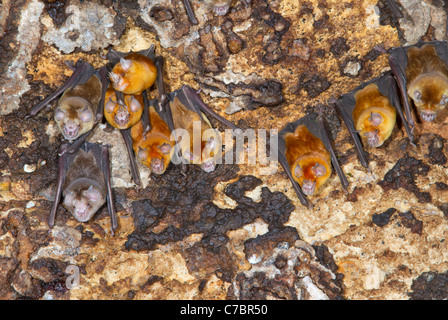 Eine Kolonie von Afrikanischen trident Fledermäuse (Triaenops Afer) in einer Höhle, an der Küste Kenias. Stockfoto