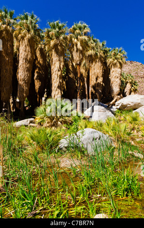 Oase in Borrego Palm Canyon, Anza-Borrego Desert State Park, Kalifornien USA Stockfoto
