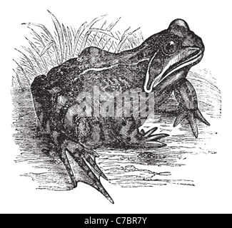 Europäische Grasfrosch oder europäischen braunen Grasfrosch oder Rana Temporaria Vintage Gravur. Stockfoto